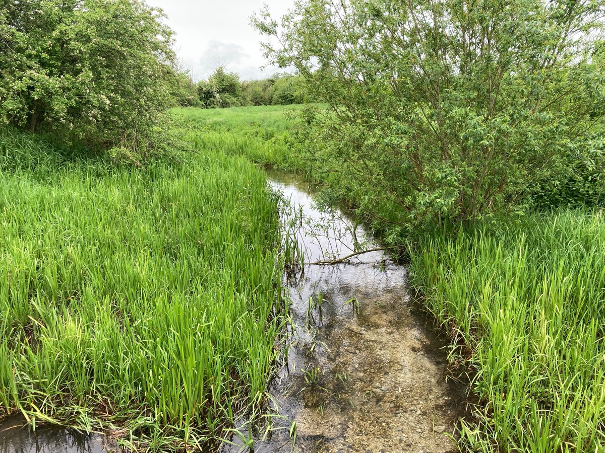 A stream running through a grassy field Description automatically generated